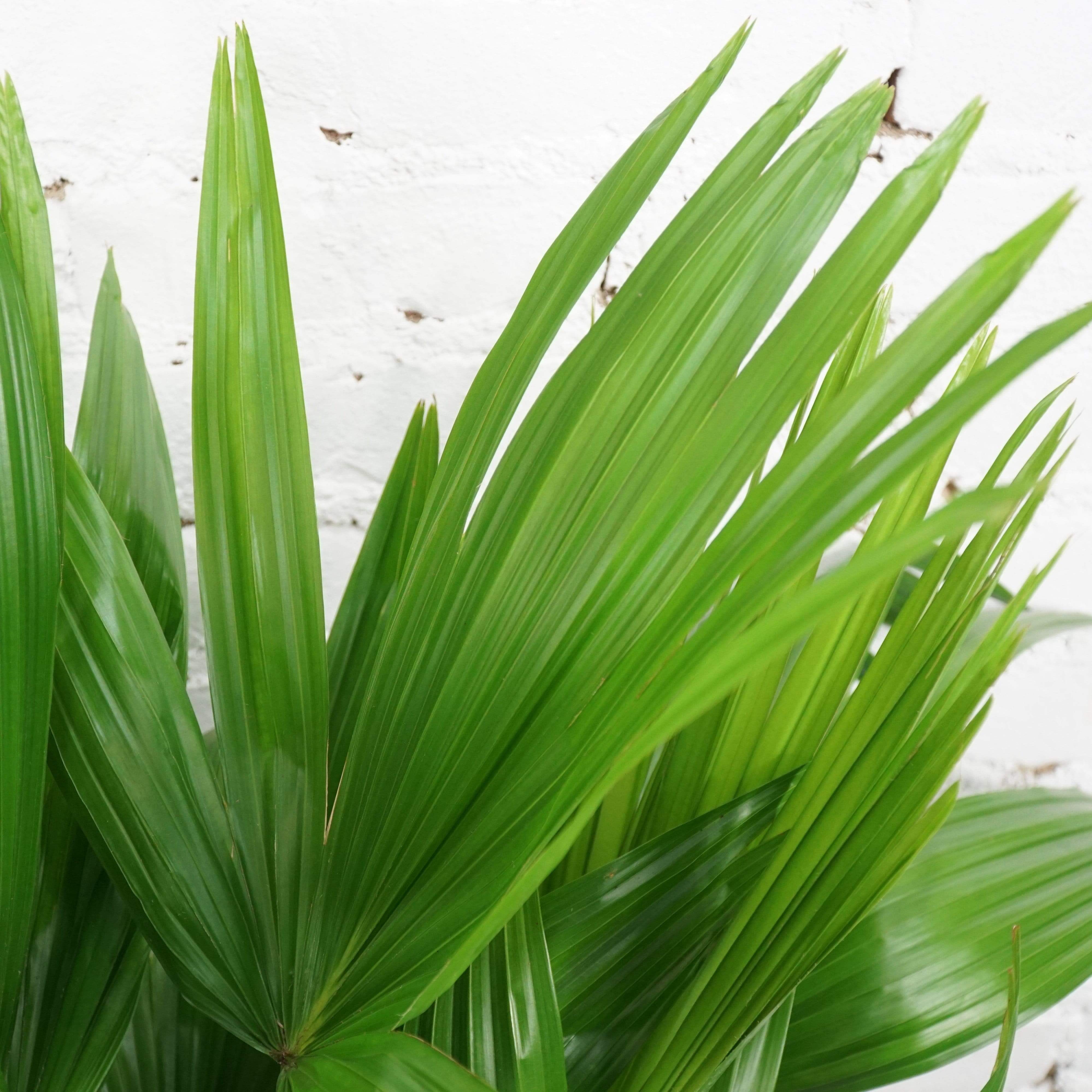 Large Chinese Fan Palm - Pafe Plants