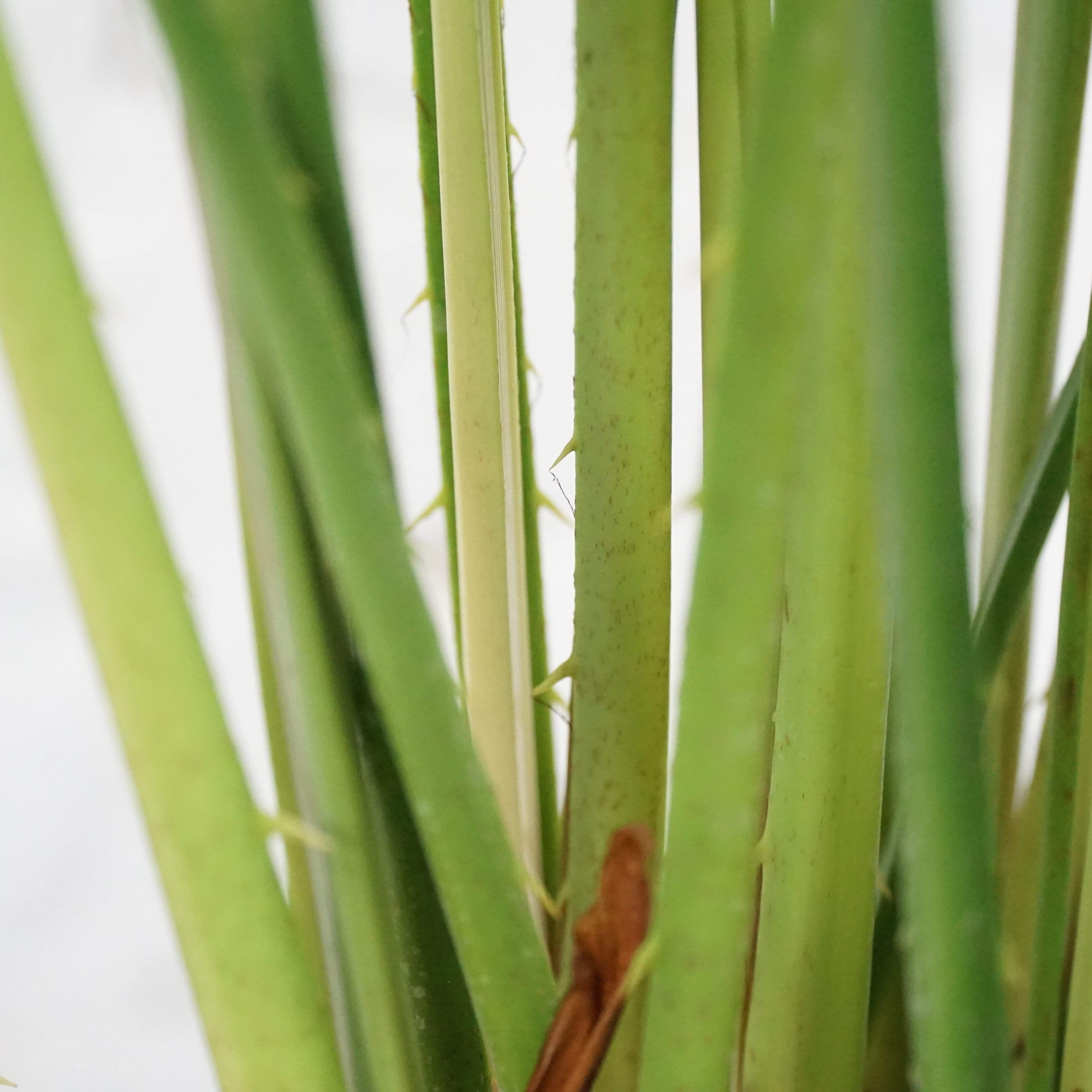 Large Chinese Fan Palm - Pafe Plants