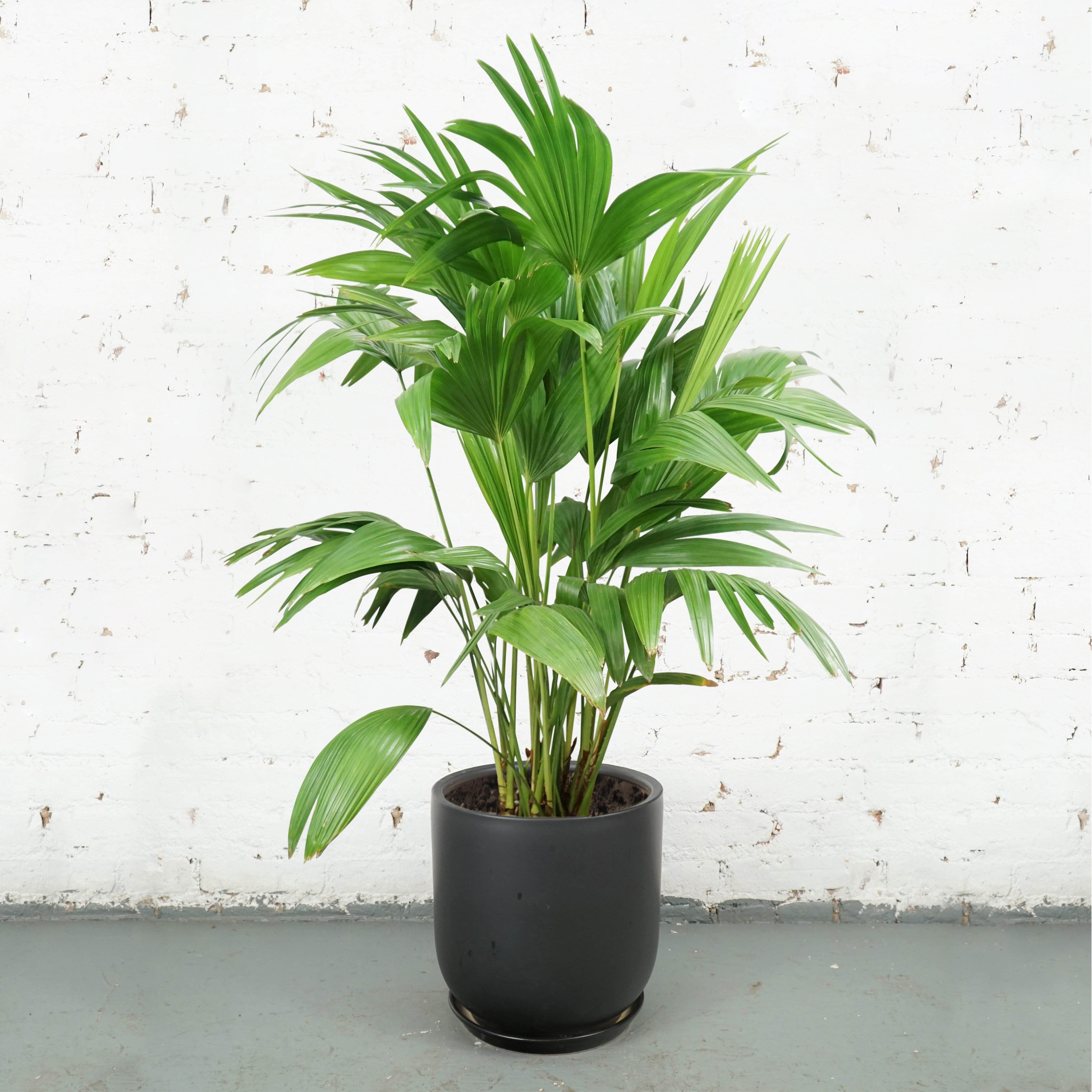 Large Chinese Fan Palm - Pafe Plants