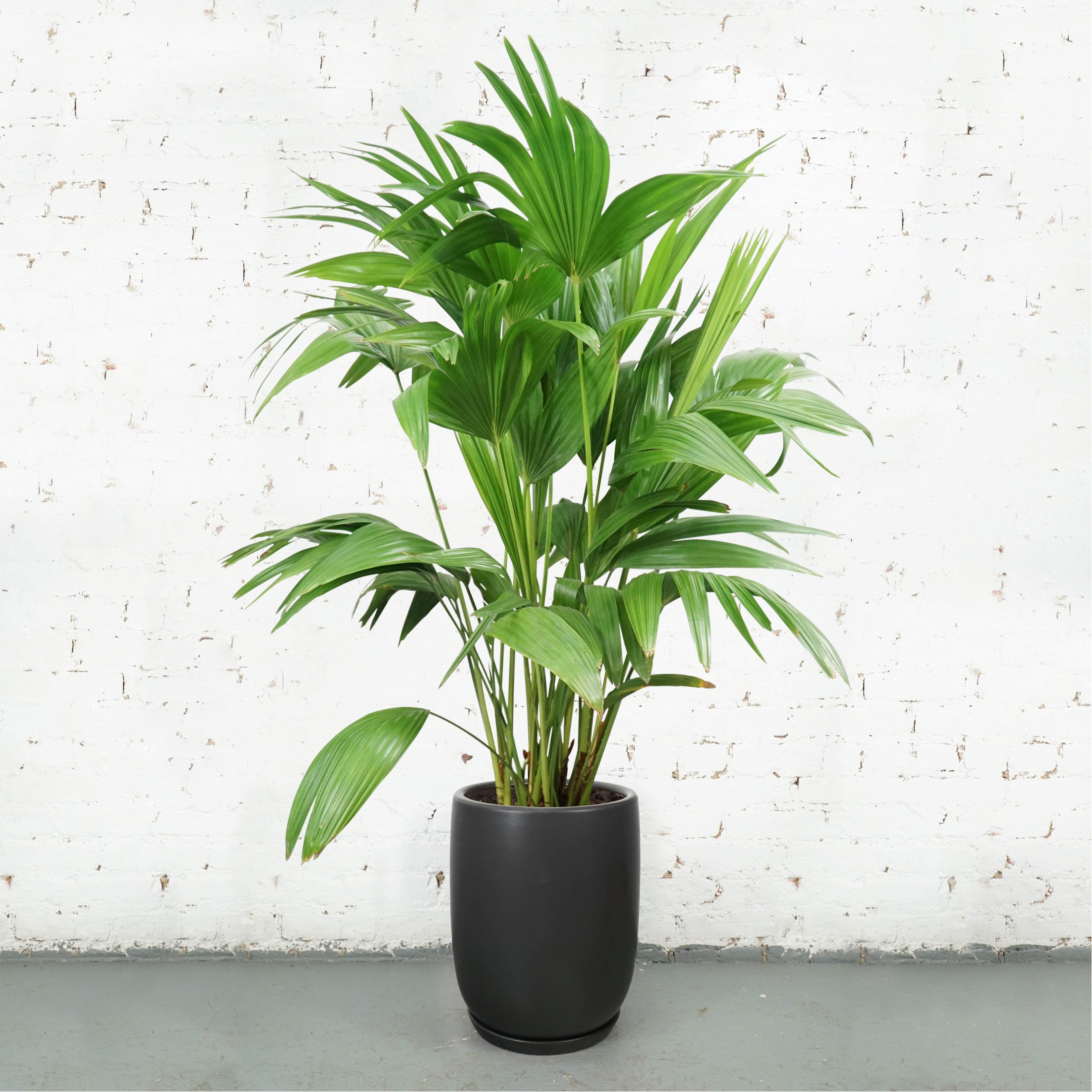 Large Chinese Fan Palm - Pafe Plants