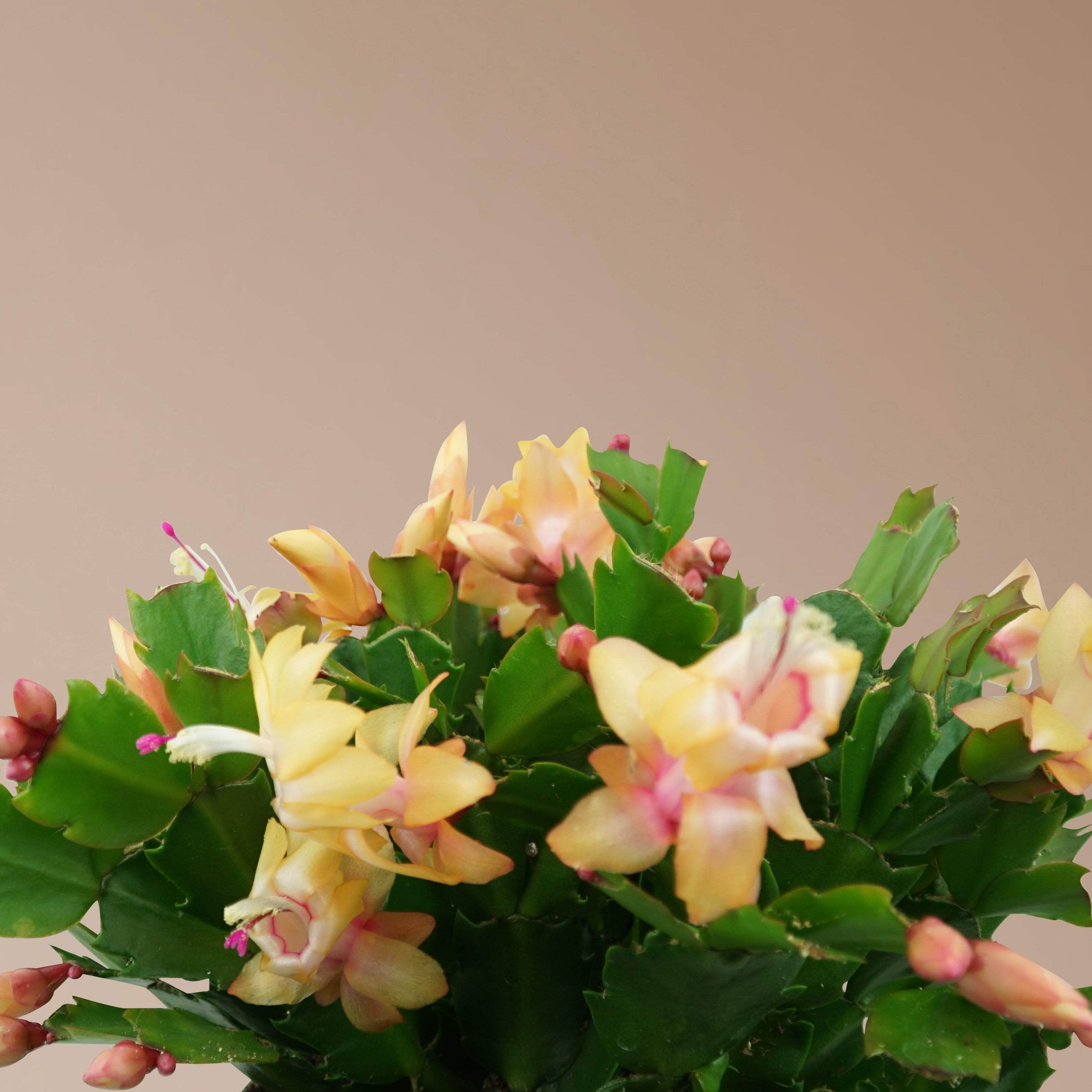 Medium Christmas Cactus - Pafe Plants 2