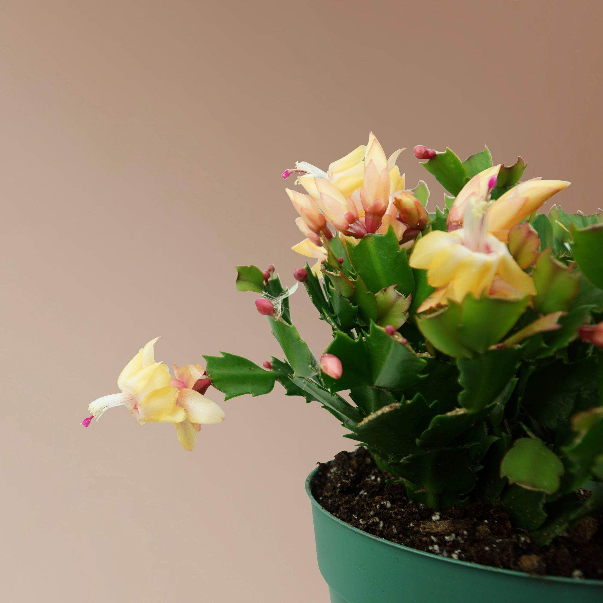 Medium Christmas Cactus - Pafe Plants 3