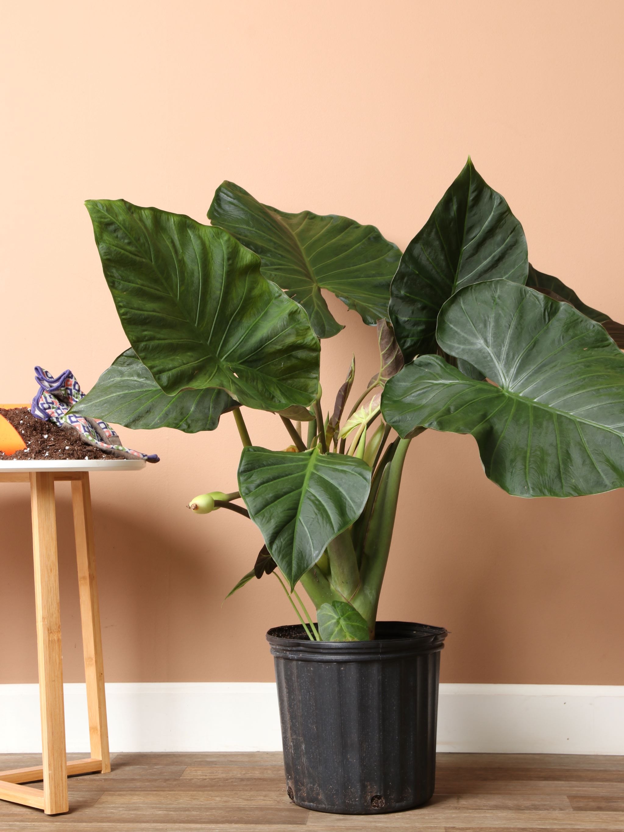 Large Alocasia 'Regal Shield'