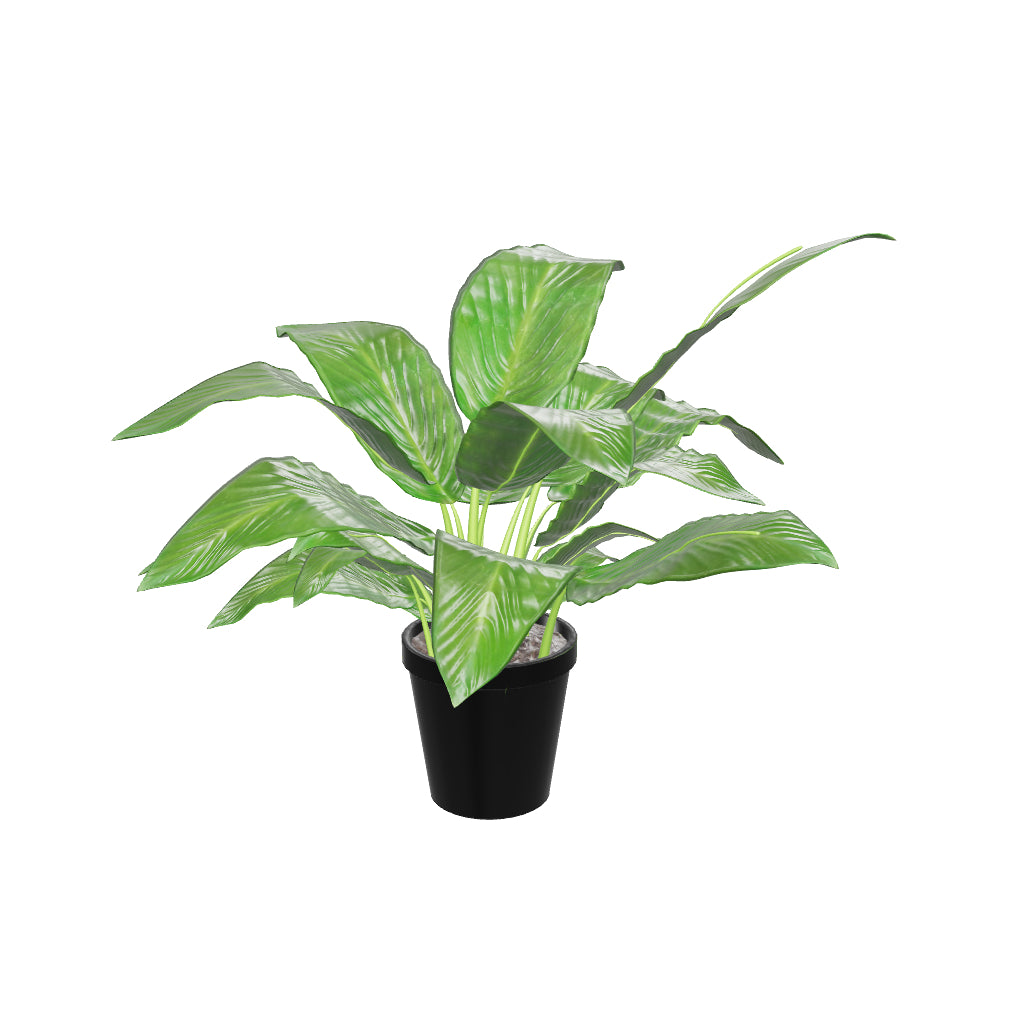 Large Peace Lily - 3D Pafe Plants