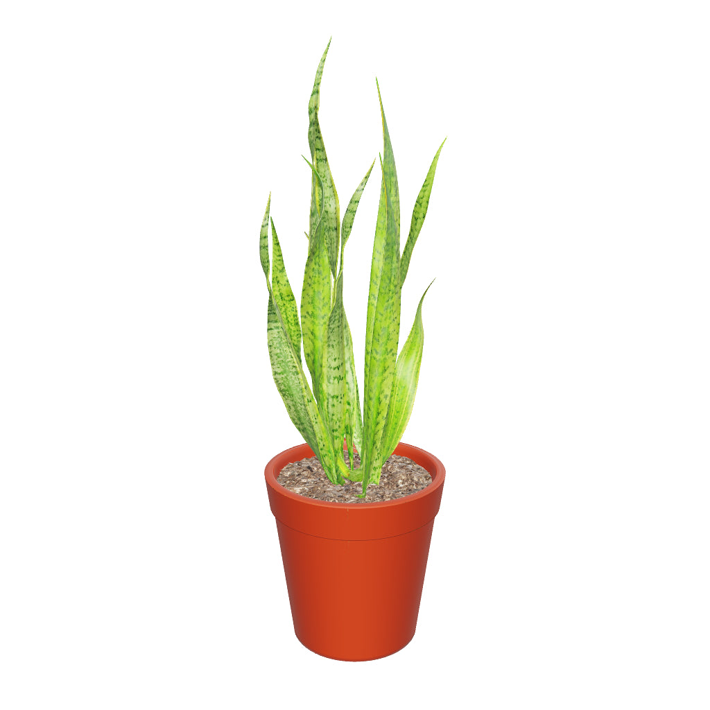 Medium snake plant- 3D View Pafe Plants