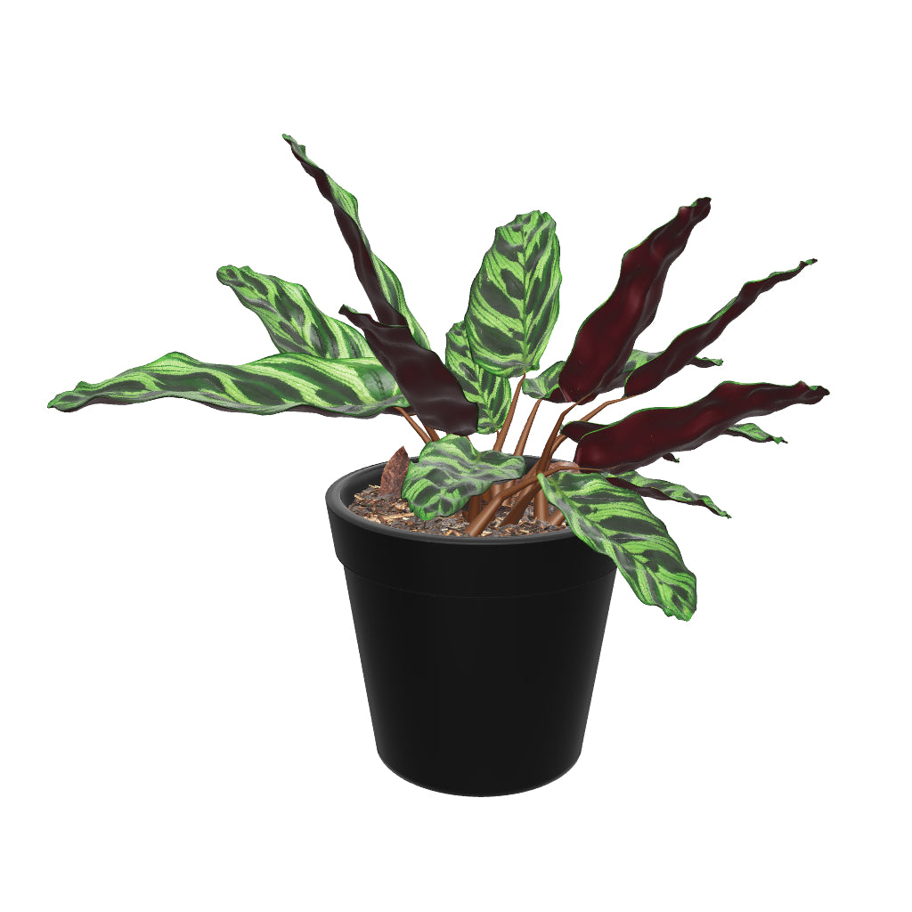 Medium Calathea Rattle snake- Pafe Plants 3D View