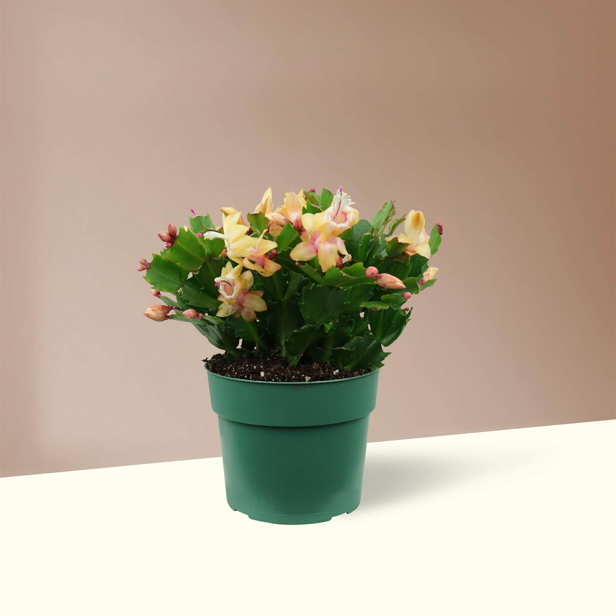 Medium Christmas Cactus - Pafe Plants