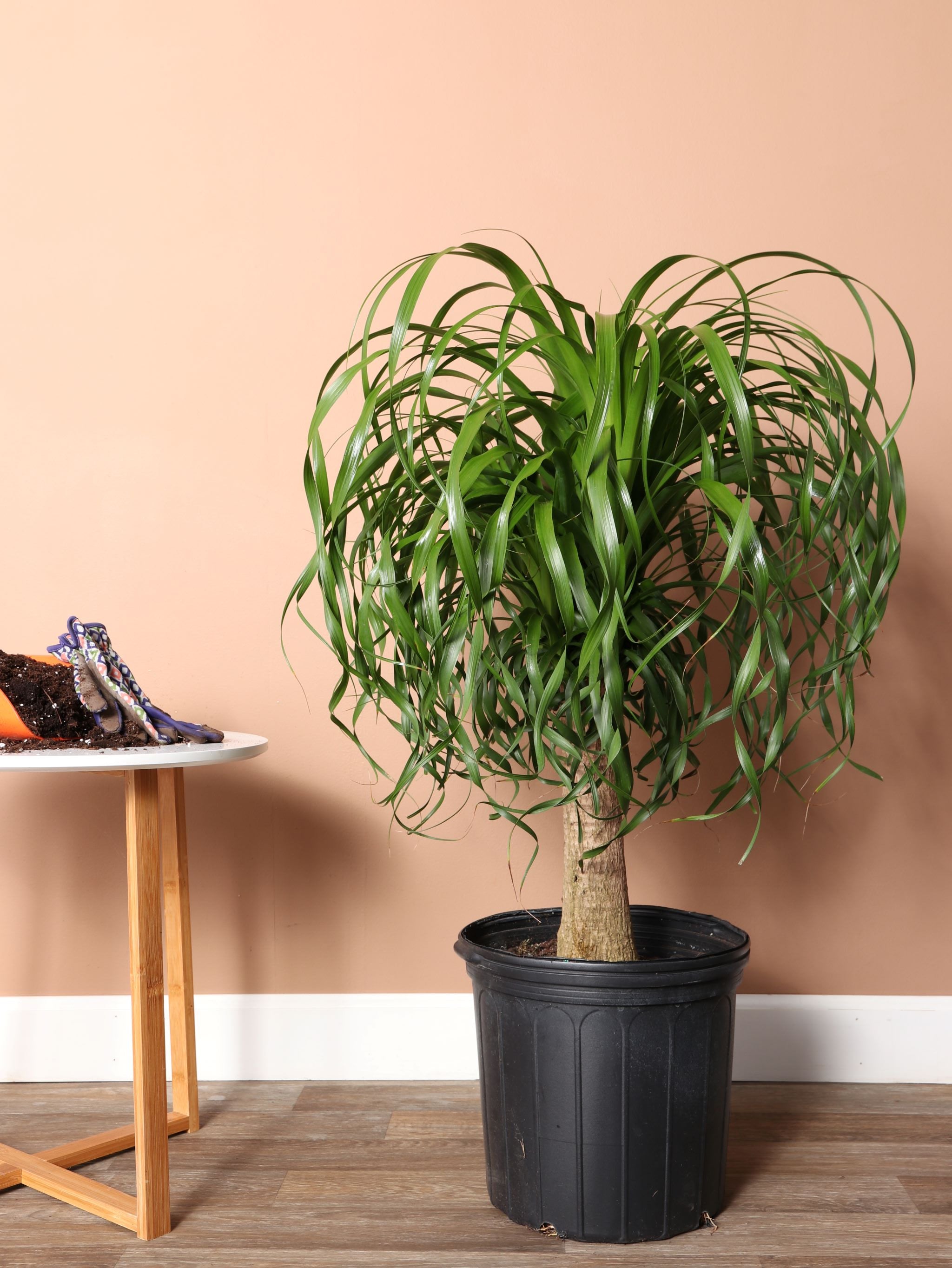 Large Ponytail Palm