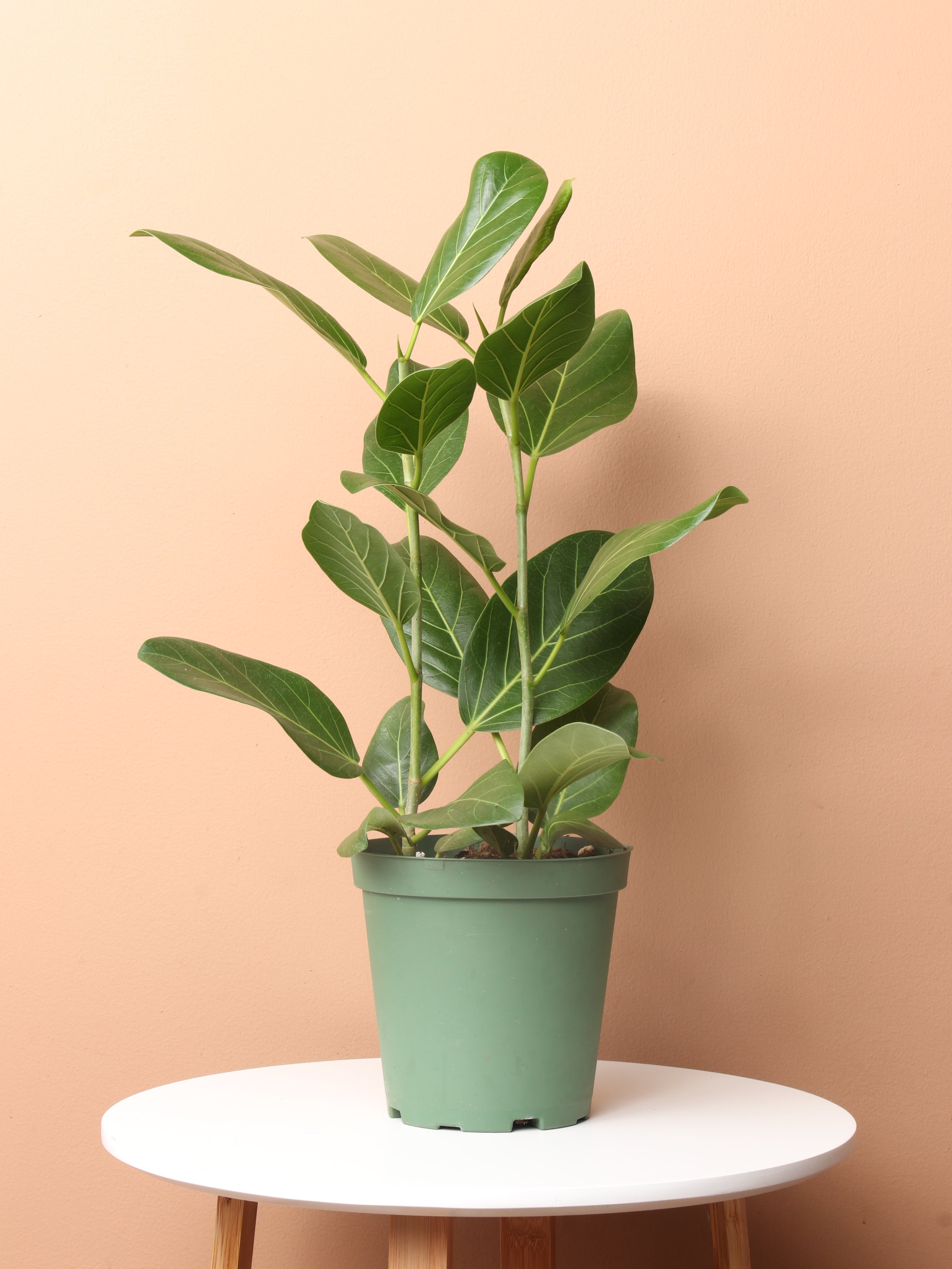 Medium Ficus Audrey