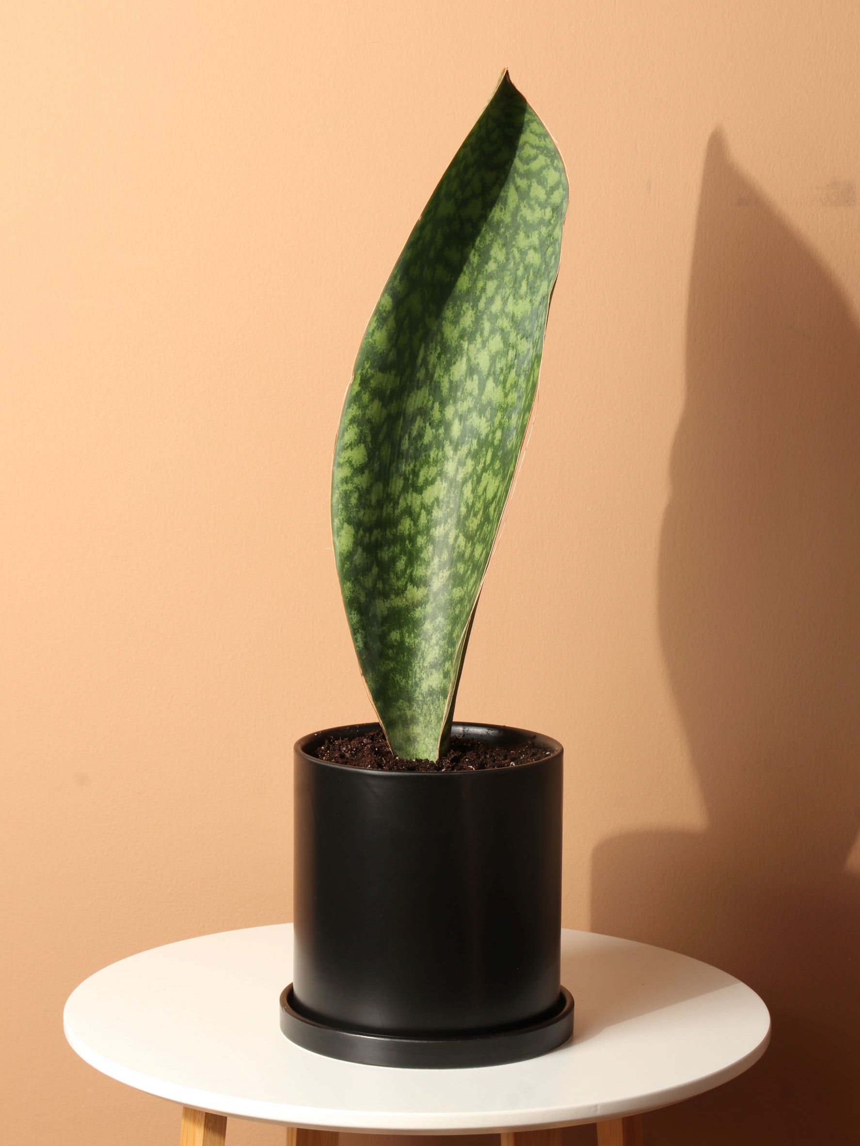 Medium Whale Fin Snake Plant