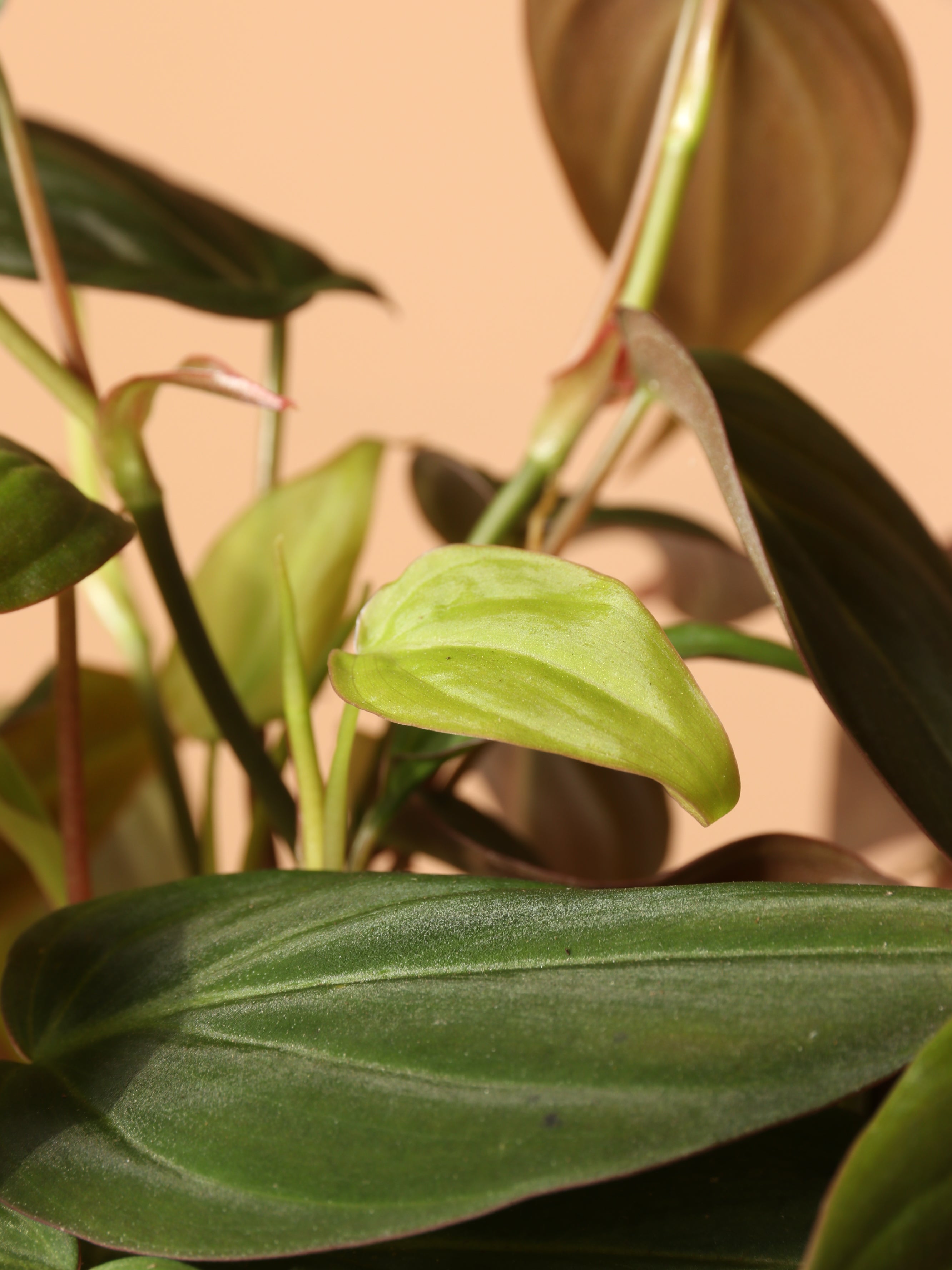 Hanging Philodendron Mican