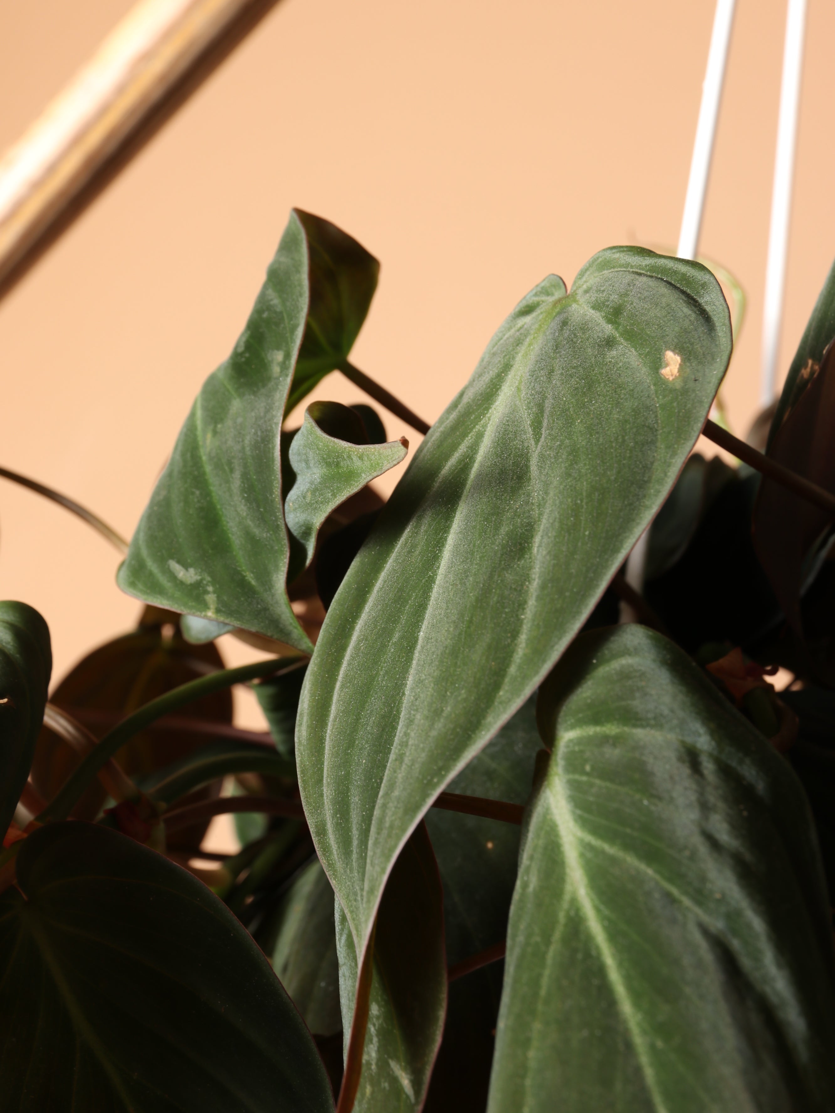 Hanging Philodendron Mican