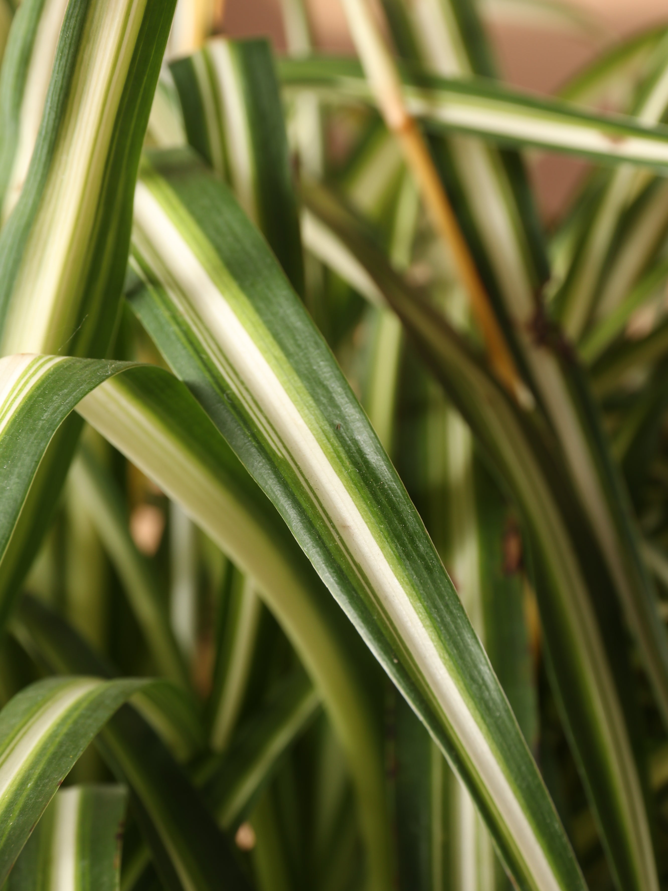 Hanging Spider Plant