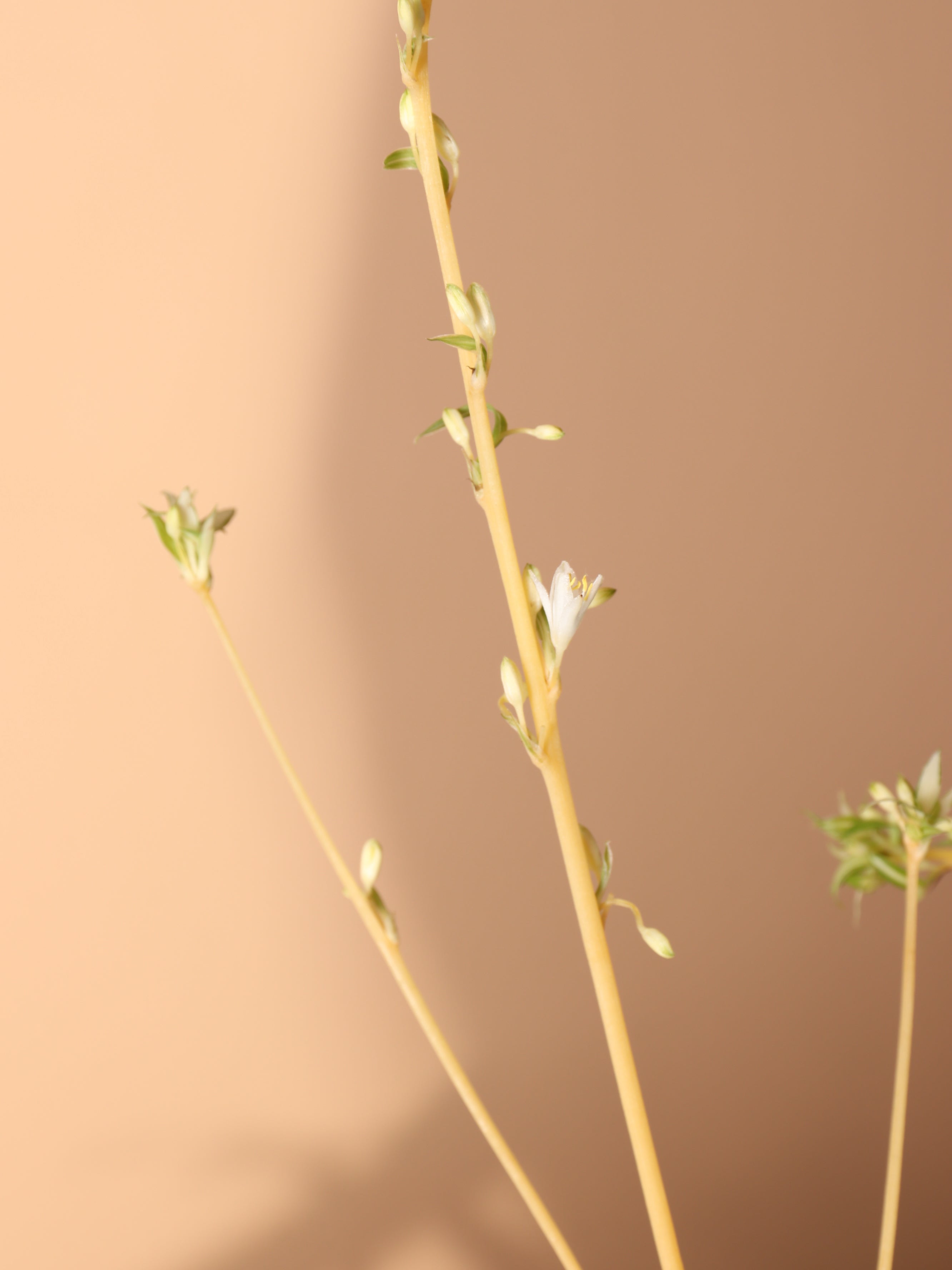 Hanging Spider Plant