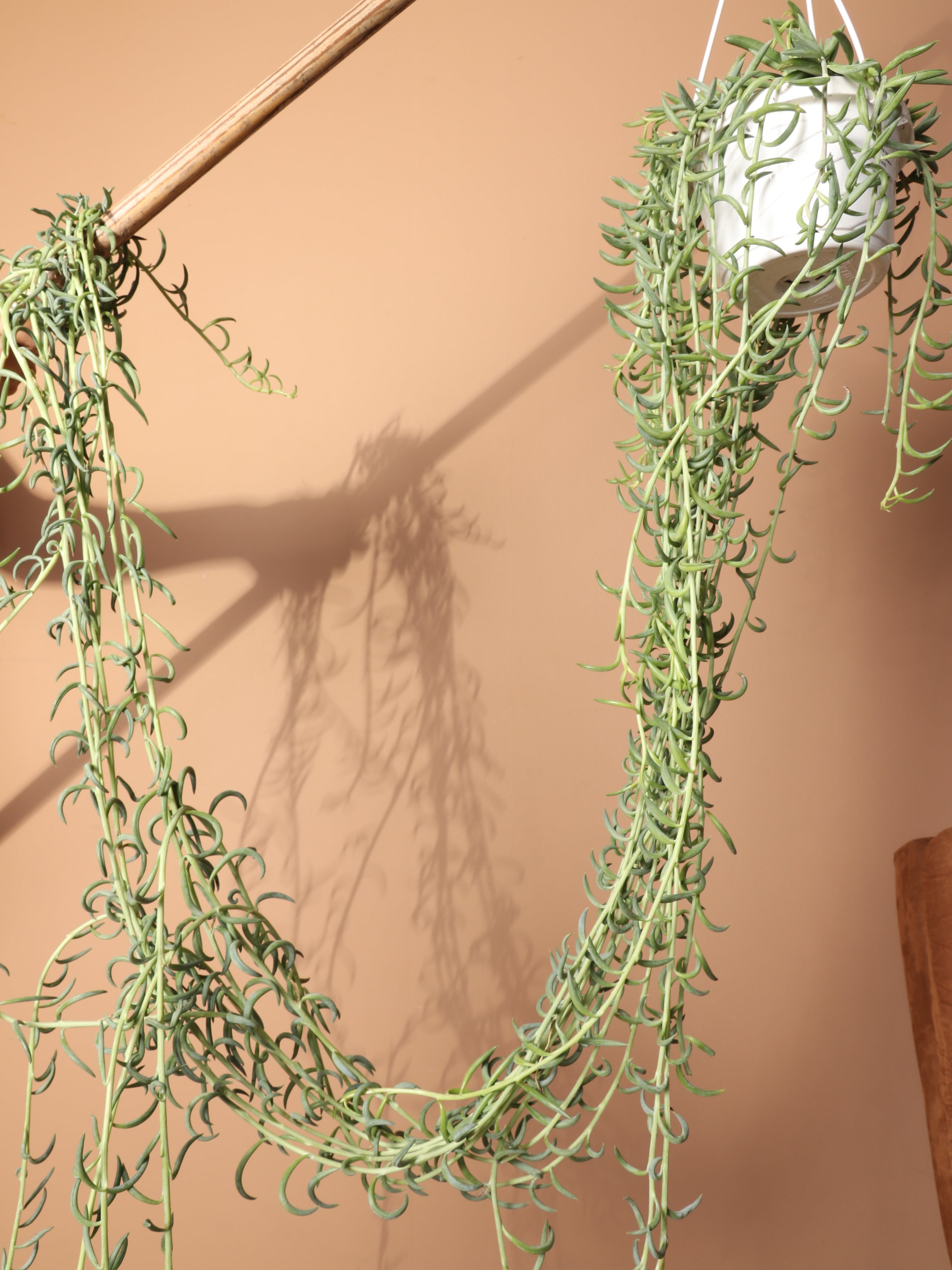 Hanging String Of Fishhook Succulent